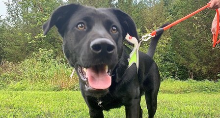 Ways New Dog Owners Can Prevent Biting