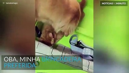 Cão e gato brigam por causa de mala. Assista!
