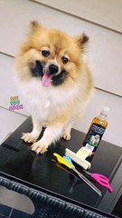 My dog died a month ago i stil love him miss him