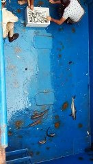 Gemicilerin denizden tuttukları balıklar