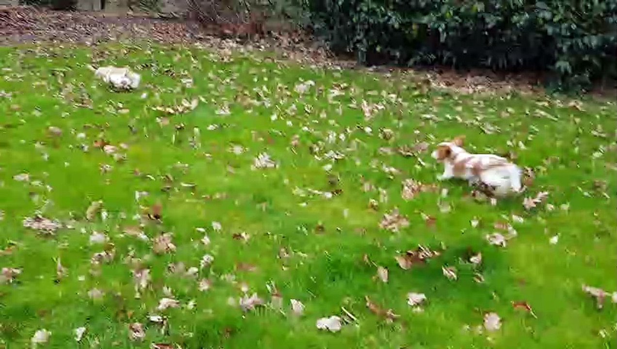 Jeux au jardin le bonheur !