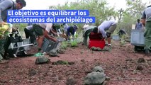 Liberan tortugas gigantes en Galápagos