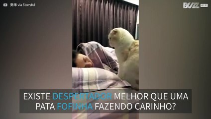 Gato esfomeado se transforma em despertador fofinho