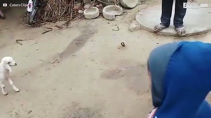 Cadela amamenta cabrinhas famintas