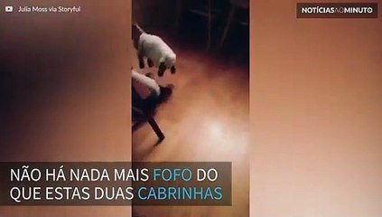 Cabrinhas bebês formam uma amizade muito fofa