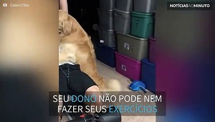Que carente! Cão não deixa seu dono nem na academia