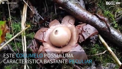 Bizarro! Curioso Cogumelo soltando fumaça é gravado no Reino Unido