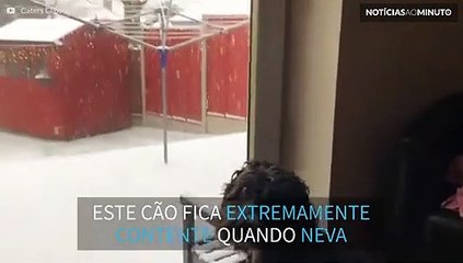 Tilluy, o cão que ama brincar na neve