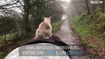 Gato e cavalo são melhores amigos e passeiam juntos