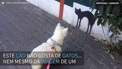 Cão se assusta com pintura de gato em muro