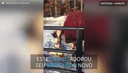 Cavalo se diverte com brinquedo na neve