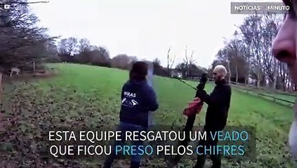 Veado preso em cerca é resgatado no Reino Unido