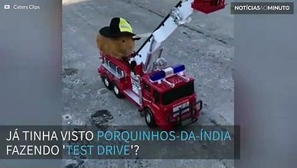 Porquinhos-da-Índia fazem test drive com carrinhos