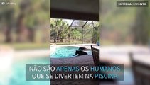 Ursos se divertem em piscina na Flórida