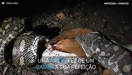 Píton é filmada devorando um gambá