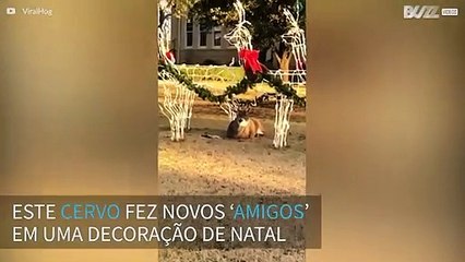Cervo se ‘camufla’ em decoração de natal
