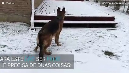 Pastor Alemão brinca e se diverte na neve