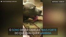 Cão dorme enquanto se lambe!