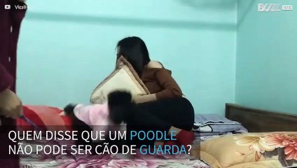 Poodle mostra que pode ser cão de guarda