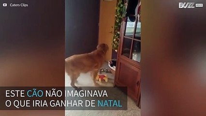 Cão se emociona com seu presente de natal: um filhote!