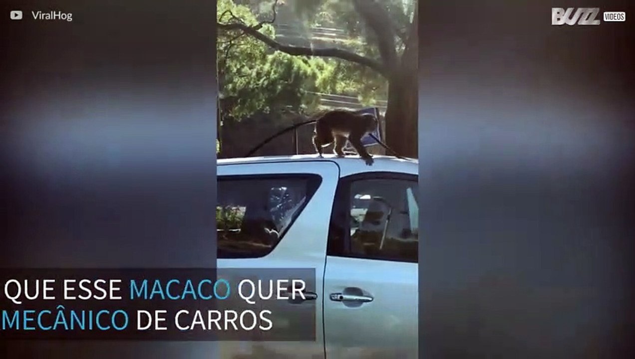 Macaco ‘mecânico’ tenta desmontar carro estacio...