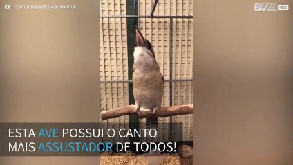 O pássaro com a risada mais assustadora de todas!