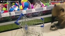 Este quati é um ótimo companheiro ir ao mercado