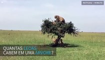 Quantas leoas cabem em uma árvore?