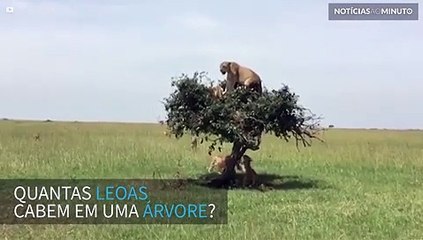 Quantas leoas cabem em uma árvore?