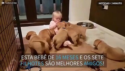 Bebê desaparece em montanha de filhotes