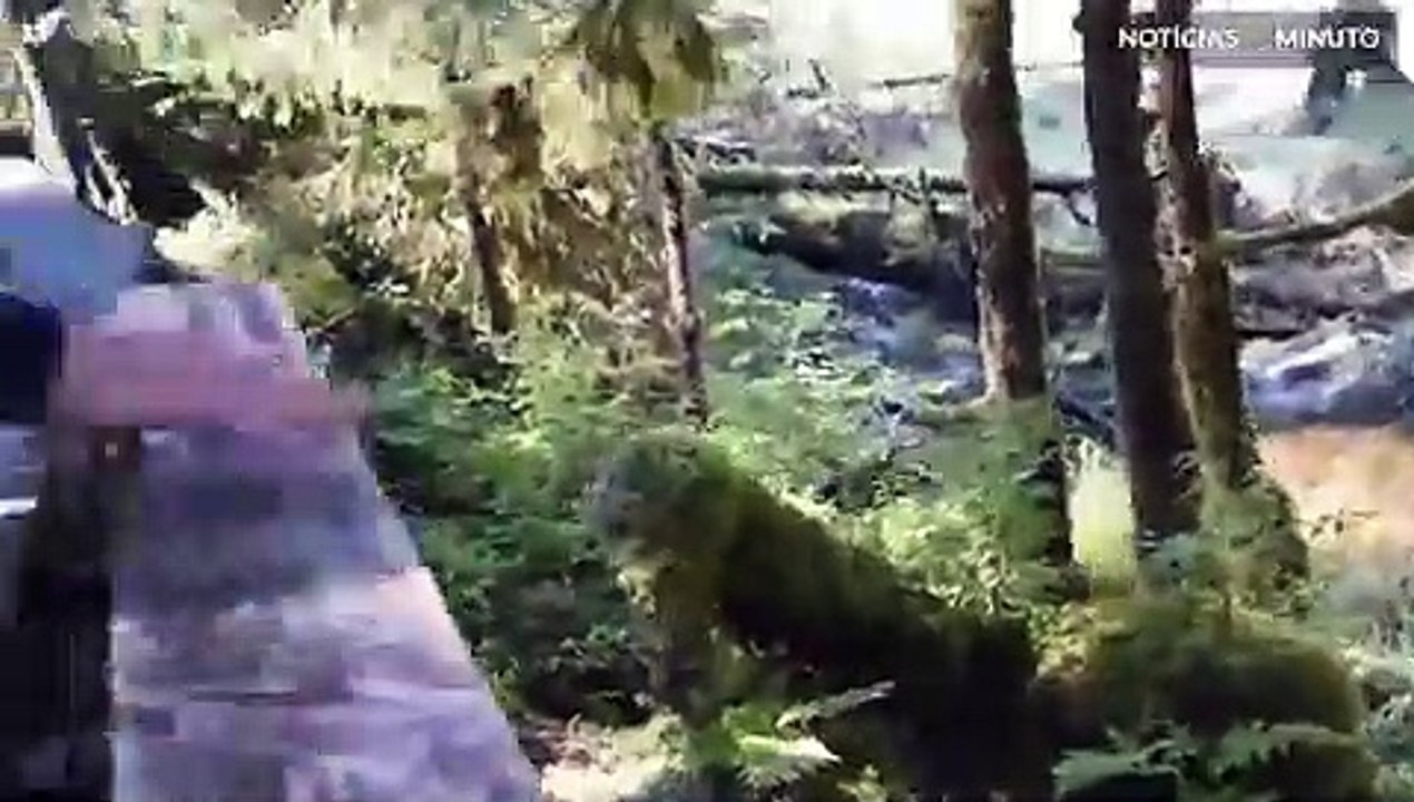 Um encontro com um urso nada assustador!
