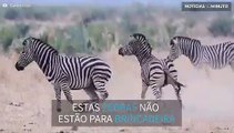 Zebras travam batalha épica em Parque Nacional na África