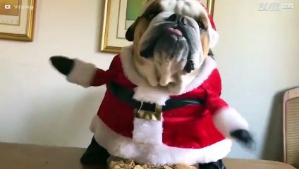 Conheça o 'Buldogue Noel' mais fofo do Natal