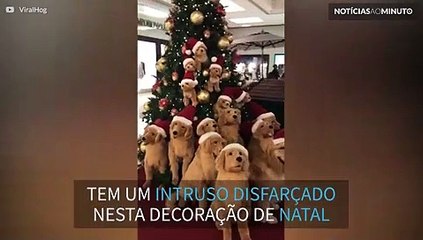 Árvore de Natal decorada com cães esconde um segredo