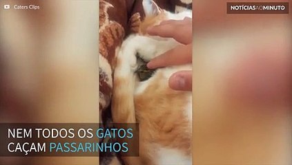 Gato adota passarinho abandonado e formam uma amizade inusitada
