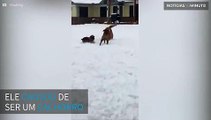 Este cão quer ser uma bola de neve!