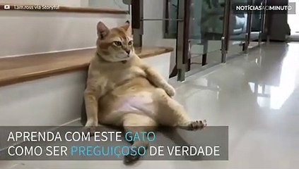 Preguiça! Gato encontra relaxa em posição cômica para ser fotografado