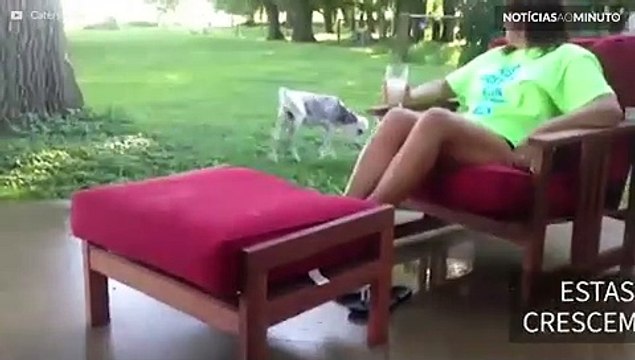 Mini-vacas: os novos animais de estimação