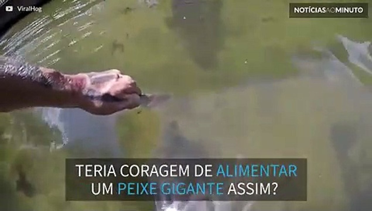 Peixe gigante pega comida da mão de homem