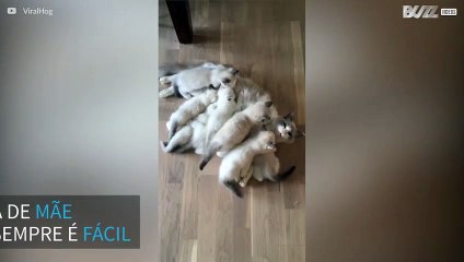 Montanha felina: mamãe gato amamenta sua gigantesca ninhada