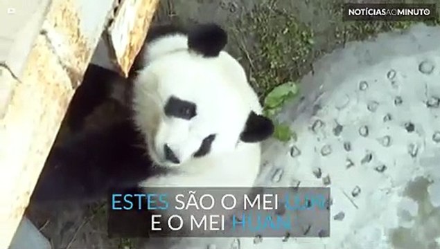 Pandas gêmeos são mostrados ao público pela primeira vez