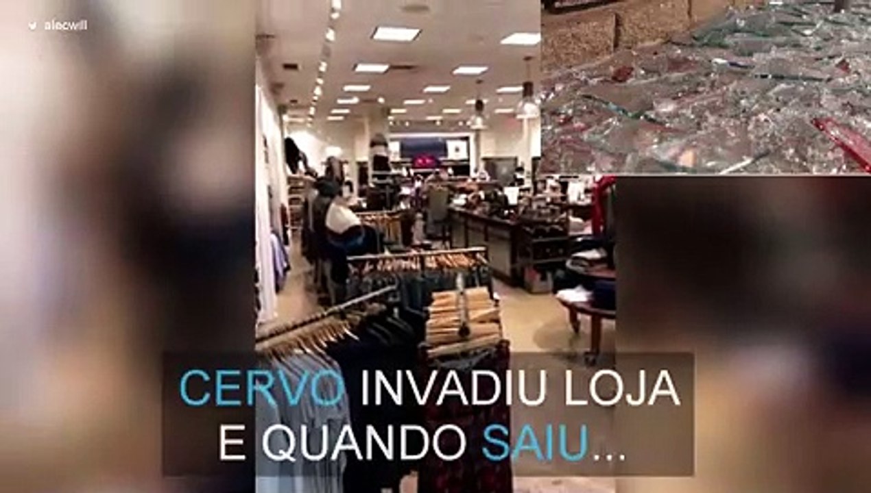 Cervo invade loja e esmaga vitrine
