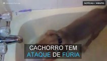 Cachorro tem ataque de fúria ao tomar banho