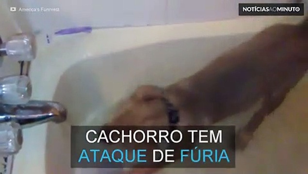 Cachorro tem ataque de fúria ao tomar banho
