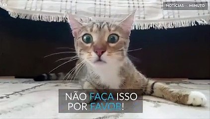 Gato fica apavorado assistindo filme de terror