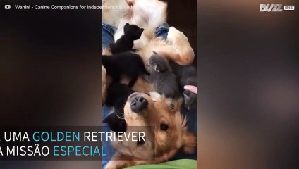 Golden Retriever sofre ‘ataque’ de gatinhos