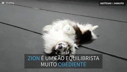 Este cão é um verdadeiro equilibrista!