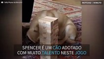 Cão adotado mostra talento inusitado em jogo de equilíbrio