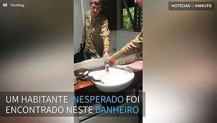 Píton é encontrada dentro de banheiro na Austrália