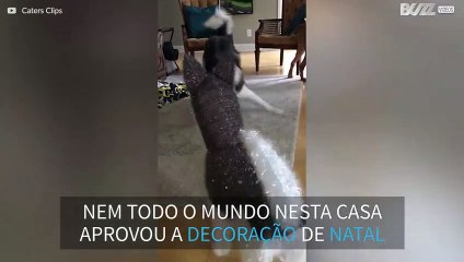 Este husky está desconfiado da decoração de natal